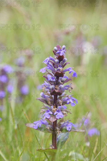 Blue bugle (Ajuga reptans), inflorescence in a meadow, Wilnsdorf, North Rhine-Westphalia, Germany