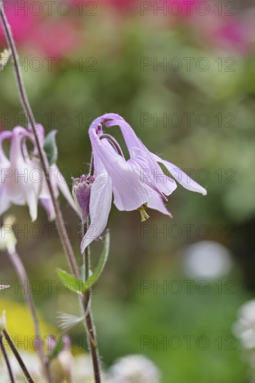 Columbine (Aquilegia vulgaris), white flower at the edge of a forest, in spring, Wilnsdorf, North Rhine-Westphalia, Germany