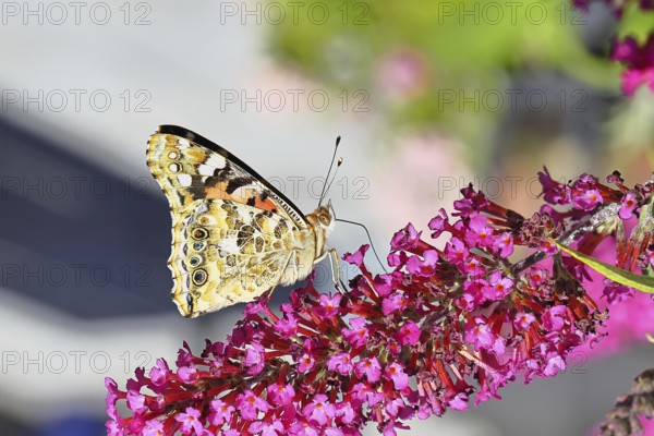 Thistle butterfly (Vanessa cardui) on a Buddleja davidii flower, wings closed, underside of wings, Wilnsdorf, North Rhine-Westphalia, Germany
