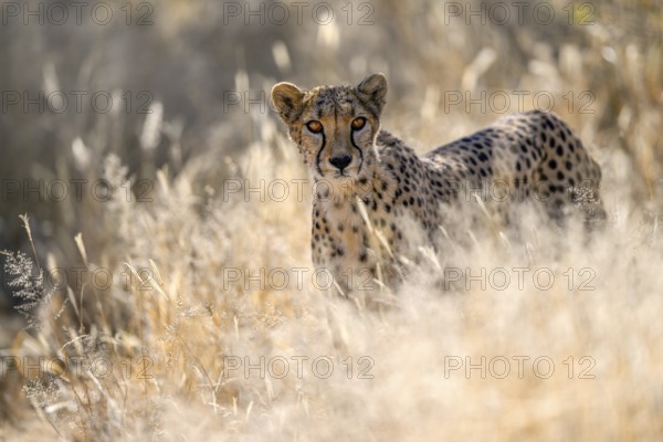 Cheetah (Acinonyx jubatus) at the Field Conservation Centre and Reserve of the Cheetah Conservation Fund (CCF), Elandsvreugde Farm, near Otjiwarongo, Otjozondjupa Region, Namibia