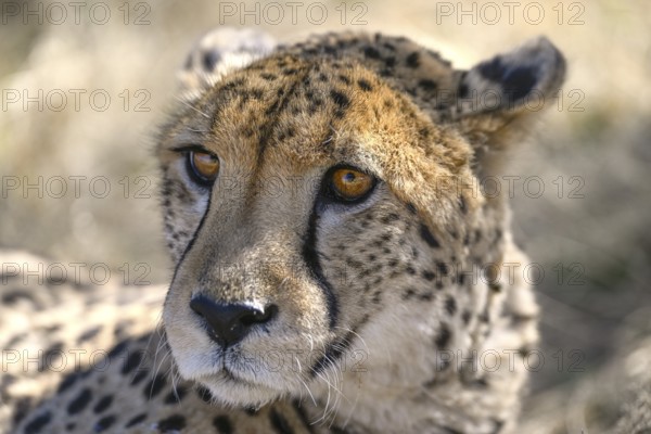 Cheetah (Acinonyx jubatus) at the Field Conservation Centre and Reserve of the Cheetah Conservation Fund (CCF), portrait, Elandsvreugde Farm, near Otjiwarongo, Otjozondjupa Region, Namibia