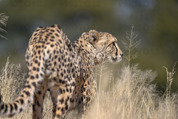 Cheetah (Acinonyx jubatus) at the Field Conservation Centre and Reserve of the Cheetah Conservation Fund (CCF), Elandsvreugde Farm, near Otjiwarongo, Otjozondjupa Region, Namibia