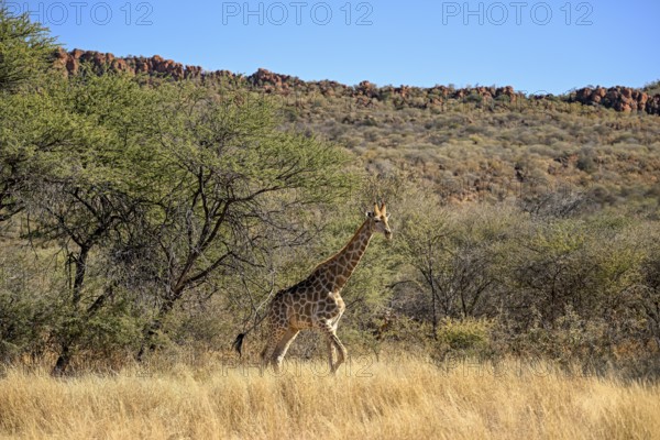Angola giraffe (Giraffa camelopardalis angolensis) at the foot of the Waterberg, Otjozondjupa region, Namibia