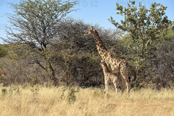 Angola giraffe (Giraffa camelopardalis angolensis) with young at the foot of the Waterberg, Otjozondjupa region, Namibia