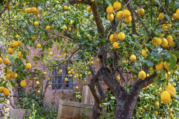 Ripe lemons hanging on the tree branches in a garden by an idyllic pink house in the countryside, Mallorca, Spain