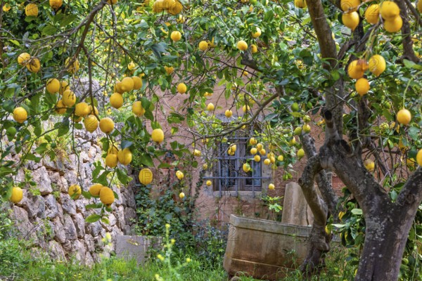 Old idyllic pink cottage with lot of yellow lemons on the trees in the fruit garden, Mallorca, Spain