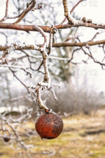 Red apple hanging on a tree branch in a garden a cold frosty winter day, Sweden