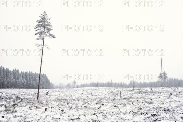 Desolate view at a clearcutting area in a coniferous forest with seed pine trees and snow on the ground on a cold winter day, Sweden