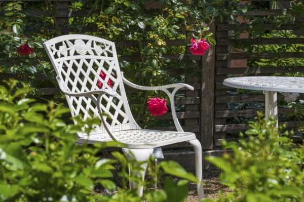 Sitting area in the garden, table and garden chair with rose blossoms, Westphalia, North Rhine-Westphalia, Germany