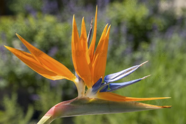 Bird of paradise flower, Strelitzia, single flower, close-up, Westphalia, North Rhine-Westphalia, Germany