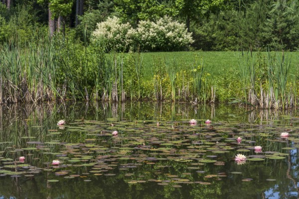 Pond with water lilies (Nymphaea), many flowers and leaves, meadow and flowering bush at the edge, Westphalia, North Rhine-Westphalia, Germany