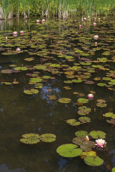 Pond with water lilies (Nymphaea), many flowers and leaves, Westphalia, North Rhine-Westphalia, Germany