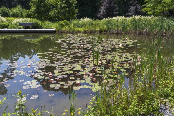 Pond with water lilies (Nymphaea), many flowers and leaves, bench at the edge of the pond, Westphalia, North Rhine-Westphalia, Germany
