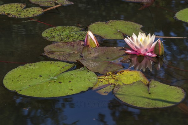Pond with water lilies (Nymphaea), two flowers and leaves, close-up, Westphalia, North Rhine-Westphalia, Germany