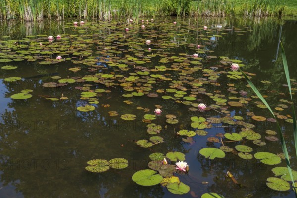 Pond with water lilies (Nymphaea), many flowers and leaves, Westphalia, North Rhine-Westphalia, Germany