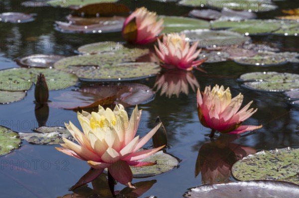 Pond with water lilies (Nymphaea), four flowers with reflection, close-up, Westphalia, North Rhine-Westphalia, Germany