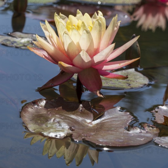 Pond with water lilies (Nymphaea), two flowers with reflection, close-up, Westphalia, North Rhine-Westphalia, Germany