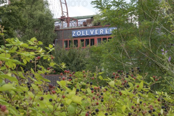 Zollverein coking plant, visitor centre, blackberry bushes in the foreground, UNESCO World Heritage Site, Essen, Ruhr area, North Rhine-Westphalia, Germany