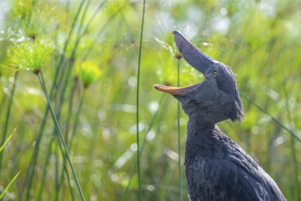 Shoebill (Balaeniceps rex) with open beak in the swamps of Mabamba, Lake Victoria, Uganda