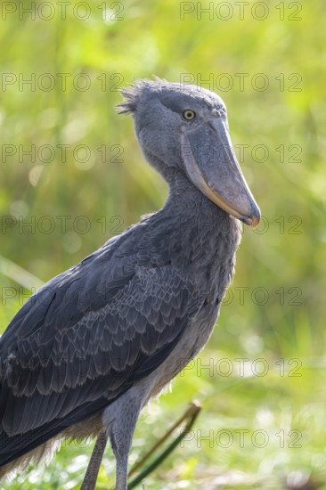 Shoebill (Balaeniceps rex) in the swamps of Mabamba, Lake Victoria, Uganda