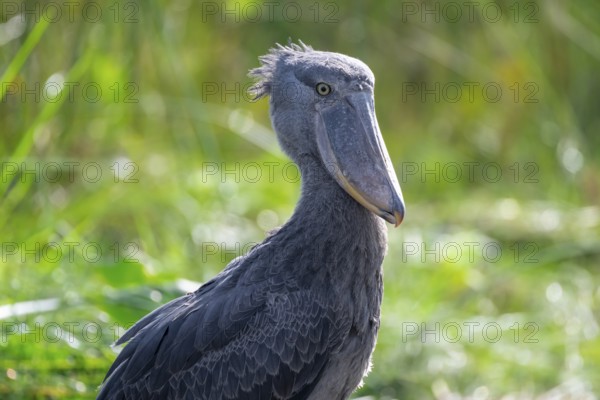 Shoebill (Balaeniceps rex) in the swamps of Mabamba, Lake Victoria, Uganda