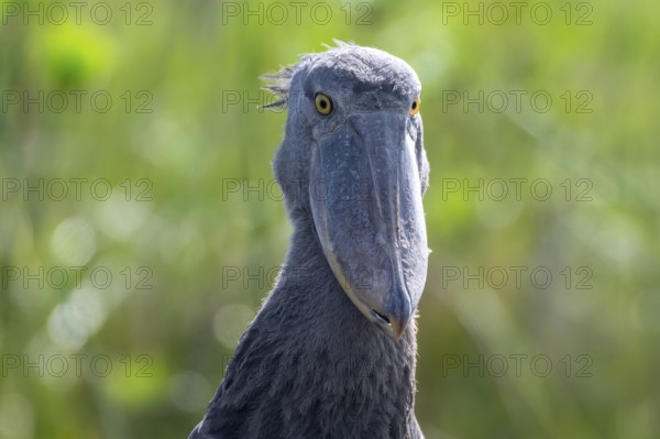 Animal portrait, Shoebill (Balaeniceps rex) in the swamps of Mabamba, Lake Victoria, Uganda