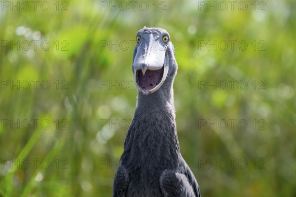 Funny animal portrait, shoebill (Balaeniceps rex) in the swamps of Mabamba, Lake Victoria, Uganda