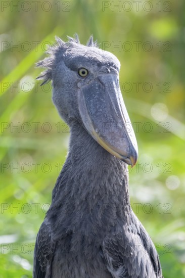 Animal portrait, Shoebill (Balaeniceps rex) in the swamps of Mabamba, Lake Victoria, Uganda