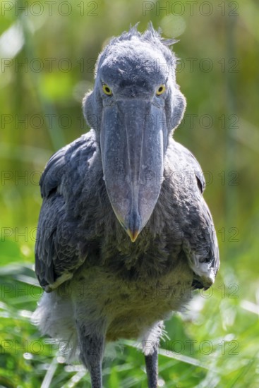 Serious animal portrait, shoebill (Balaeniceps rex) in the swamps of Mabamba, Lake Victoria, Uganda