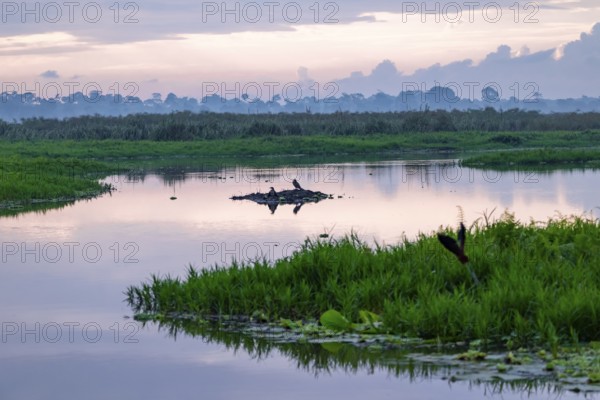 Birds in the swamp, reflection in the water, morning mood, Mabamba Swamp, Lake Victoria, Uganda