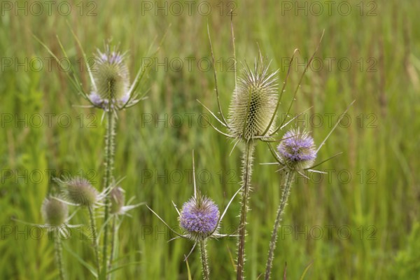 Wild teasel against a green background, blurred grasses, Dipsacus fullonum, Ruhr area, North Rhine-Westphalia, Germany