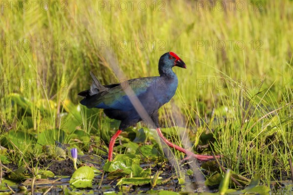 Emerald partridge (Porphyrio madagascariensis), walking on water lily pads, foraging, Mabamba Swamp, Lake Victoria, Uganda