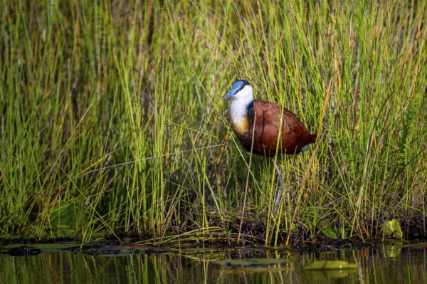 Blue-fronted Jacamar Sandgrouse (Actophilornis africanus), Mabamba Swamp, Lake Victoria, Uganda