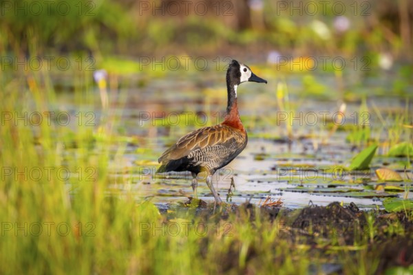 Widow-whistling Goose (Dendrocygna viduata), Mabamba Swamp, Lake Victoria, Uganda