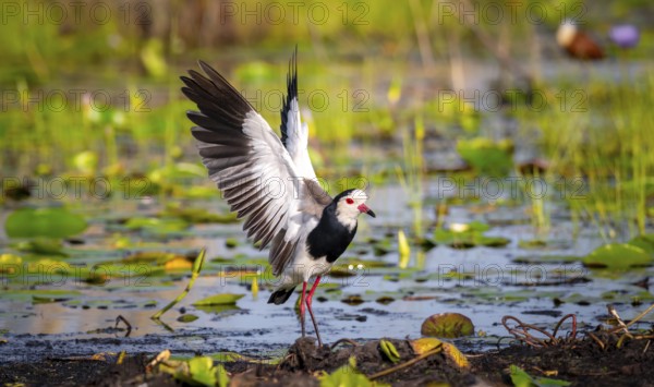 Long-toed Lapwing (Vanellus crassirostris), with outstretched wings on the shore, Mabamba Swamp, Lake Victoria, Uganda