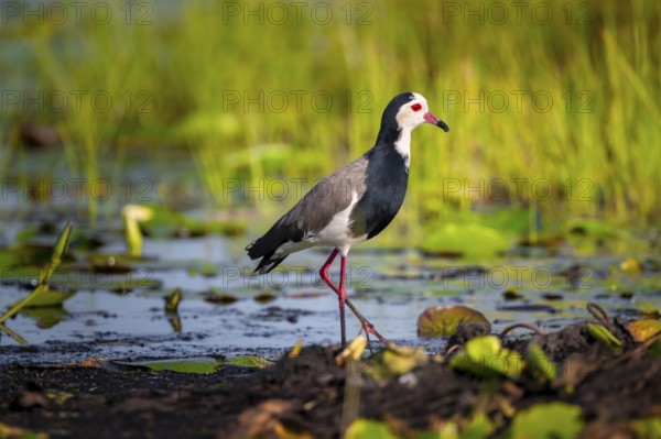 Long-toed Lapwing (Vanellus crassirostris), bird on the shore, Mabamba Swamp, Lake Victoria, Uganda