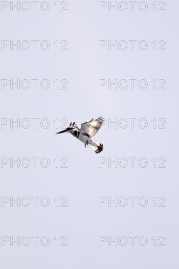 Grey Kingfisher (Ceryle rudis), in flight, Mabamba Swamp, Lake Victoria, Uganda