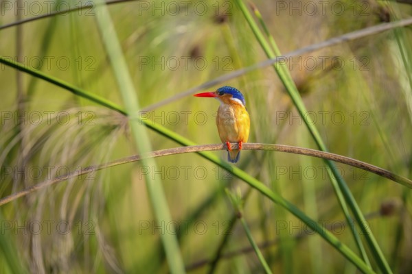 Crested Pygmy Kingfisher (Corythornis scalloped ribbonfish), bird sitting on a reed leaf, Mabamba Swamp, Lake Victoria, Uganda