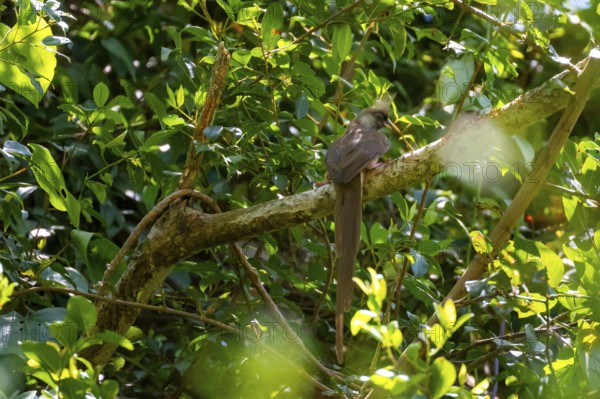 Brown-winged Mousebird (Colius striatus) sitting on a branch, Nkima Forest, Uganda