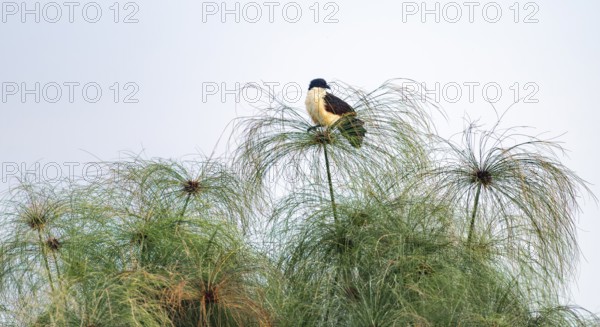 Blue-headed cuckoo (Centropus monachus), sitting on a papyrus, Mabamba Swamp, Lake Victoria, Uganda