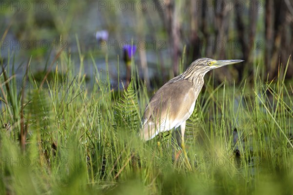 Squacco Heron (Ardeola ralloides), bird on the shore, Mabamba Swamp, Lake Victoria, Uganda