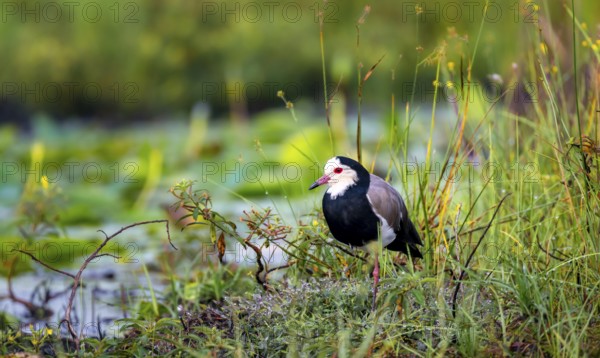 Long-toed Lapwing (Vanellus crassirostris), bird on the shore, Mabamba Swamp, Lake Victoria, Uganda