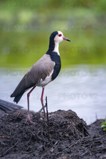 Long-toed Lapwing (Vanellus crassirostris), bird on the shore, Mabamba Swamp, Lake Victoria, Uganda