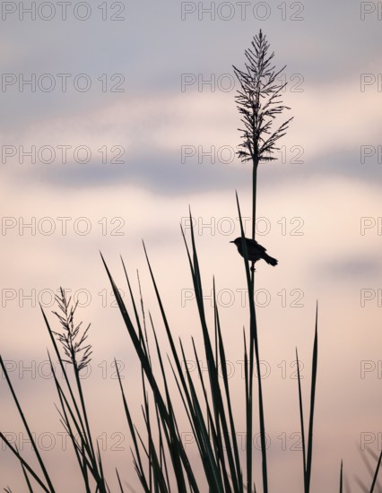 Swamp flycatcher (Muscicapa aquatica), silhouette, bird sitting on reeds, morning mood, Mabamba Swamp, Lake Victoria, Uganda