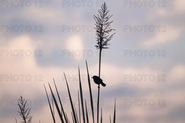Swamp flycatcher (Muscicapa aquatica), silhouette, bird sitting on reeds, morning mood, Mabamba Swamp, Lake Victoria, Uganda