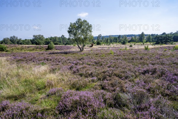 Blooming heathland, heather and juniper bushes, Lüneburg Heath nature reserve, Lower Saxony, Germany
