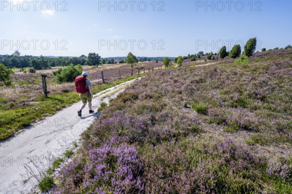 Hiker on a path through flowering heathland, heather and juniper bushes, Lüneburg Heath nature reserve, Lower Saxony, Germany