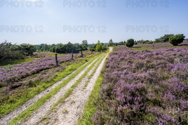 Path through flowering heathland, heather and juniper bushes, Lüneburg Heath nature reserve, Lower Saxony, Germany