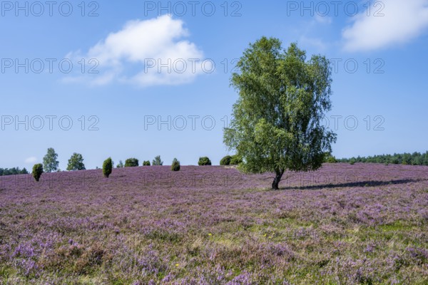 Purple flowering heath, broom heather and juniper bushes, Wilsede, Lüneburg Heath nature reserve, Lower Saxony, Germany