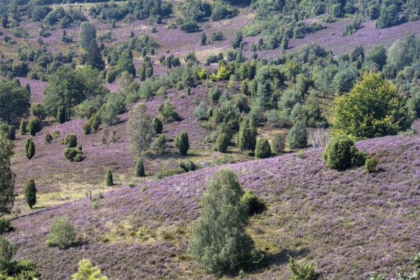Purple flowering heath, broom heather and juniper bushes, in Totengrund, Wilsede, Lüneburg Heath nature reserve, Lower Saxony, Germany